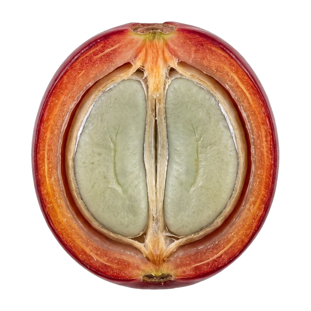 Corte de la cereza: piel, pulpa, pergamino y los dos granos verdes